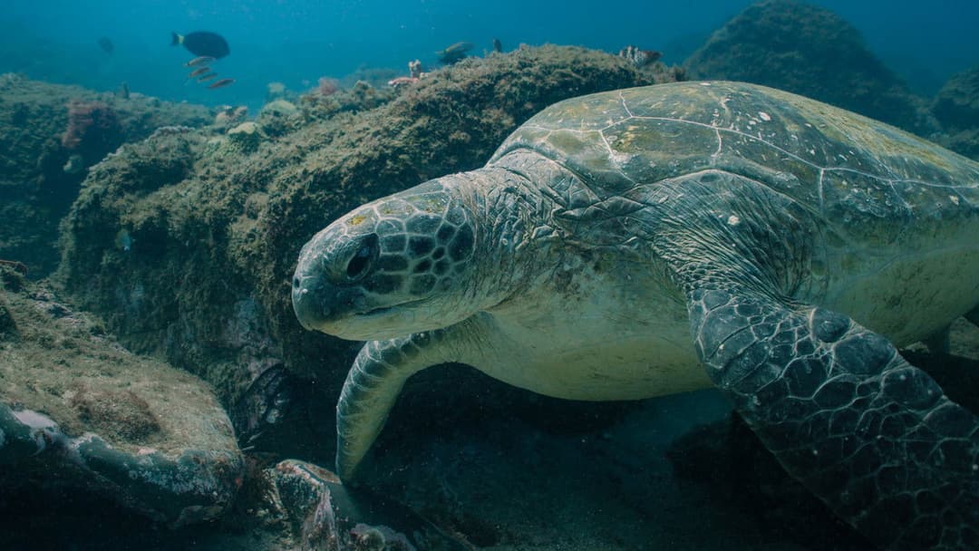 Return: Saving Turtles backdrop 2