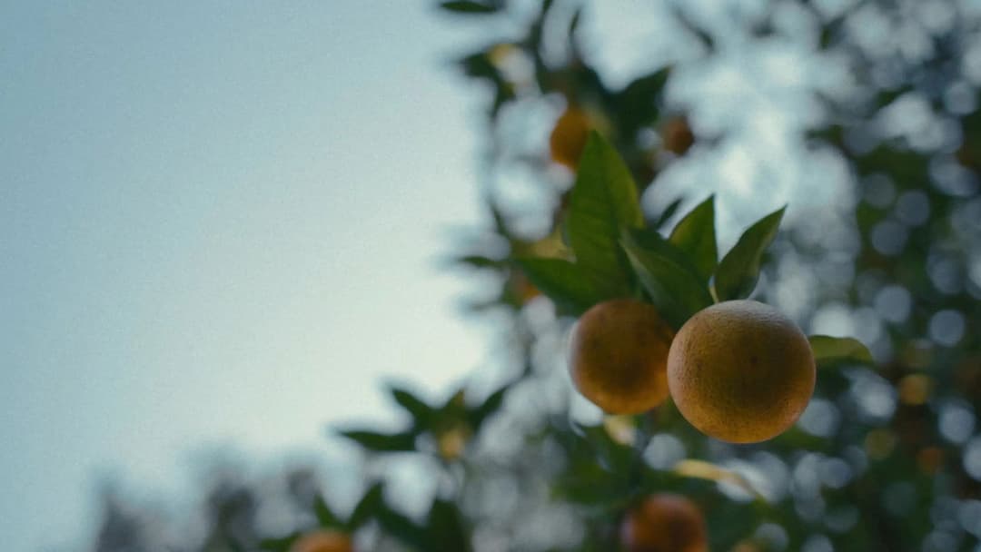 Die Nickel Boys backdrop 18