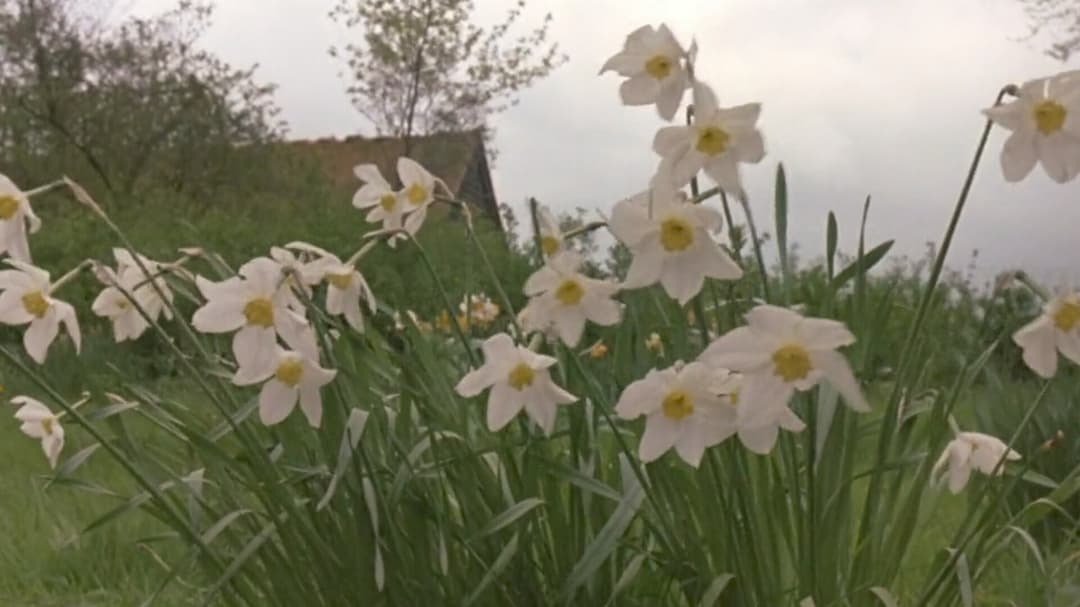 Wiedersehen in Howards End backdrop 11