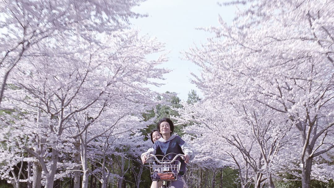 海街diary backdrop 7