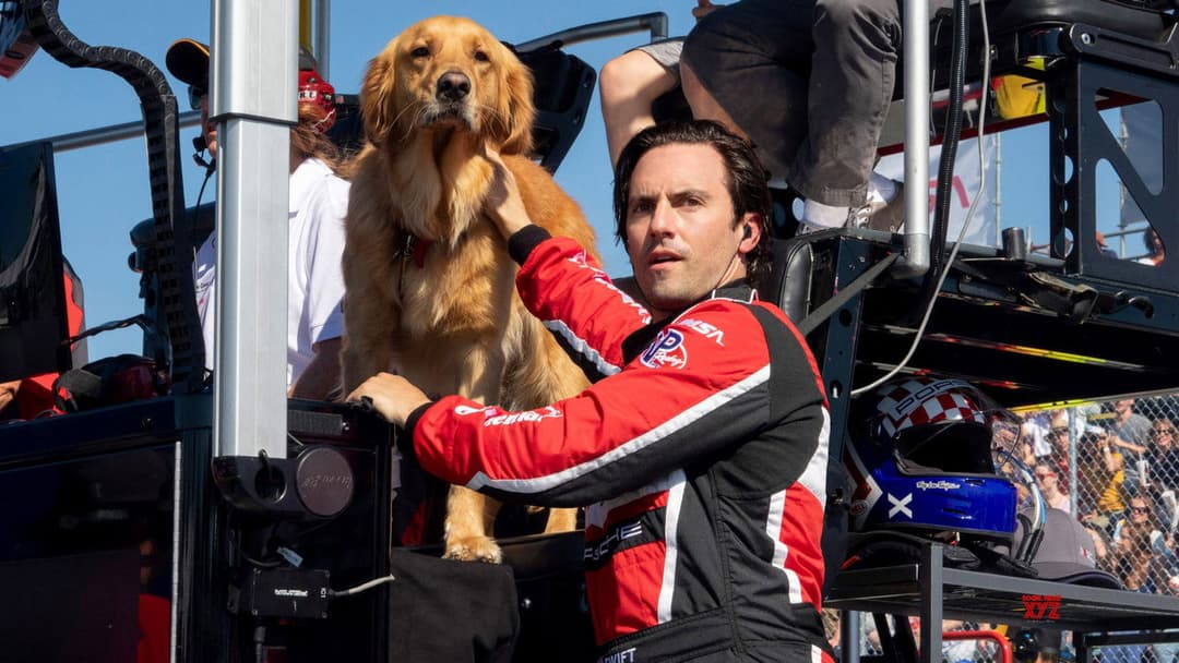 Enzo und die wundersame Welt der Menschen backdrop 8