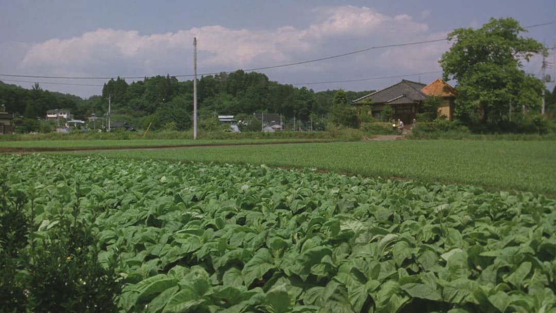 茶の味 backdrop 9