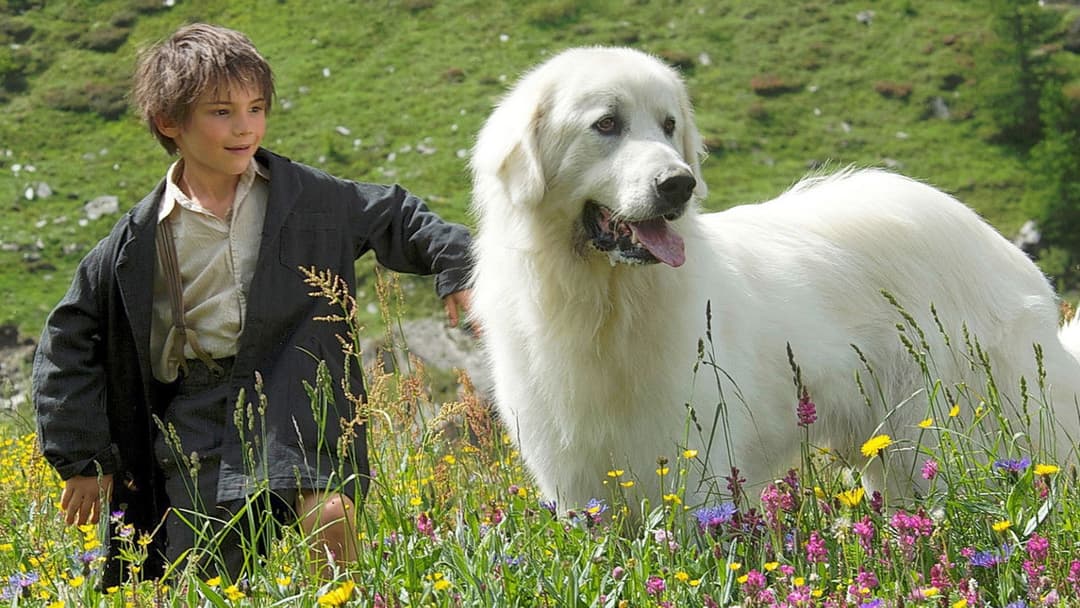 Белль і Себастьян backdrop 2