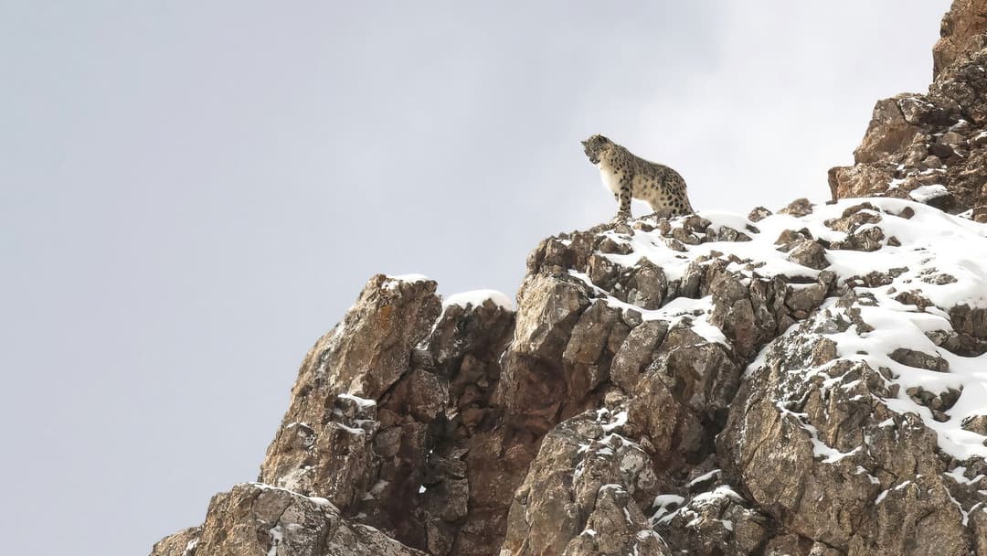 Der Schneeleopard backdrop 6