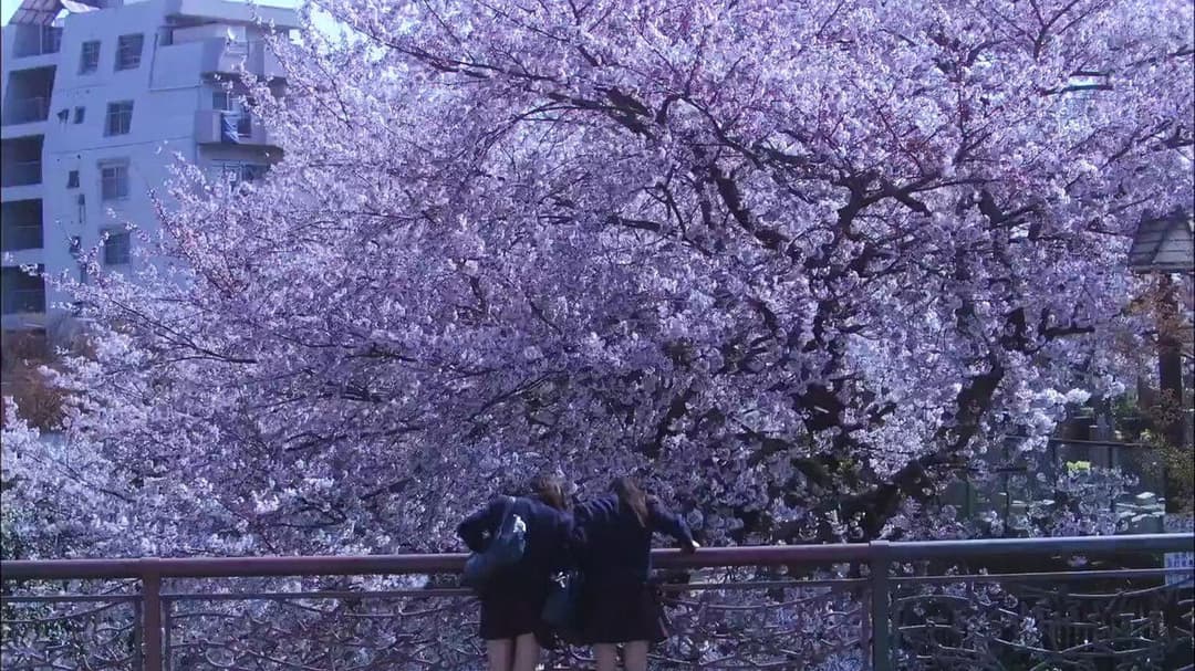 花とアリス backdrop 9