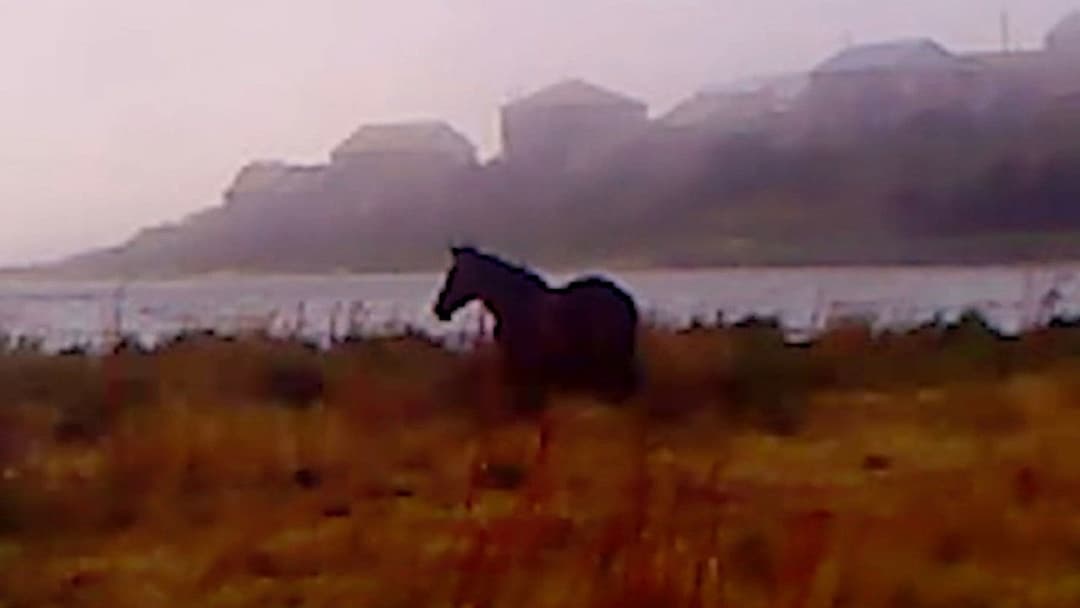 Dry Leaf backdrop 13