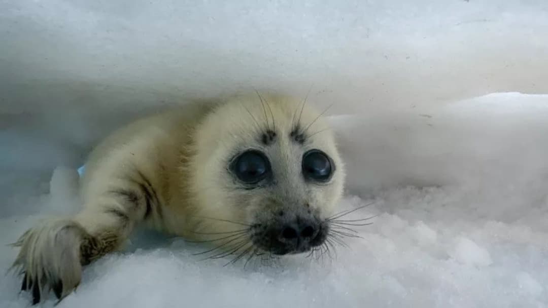 Royaumes d'Asie backdrop 5