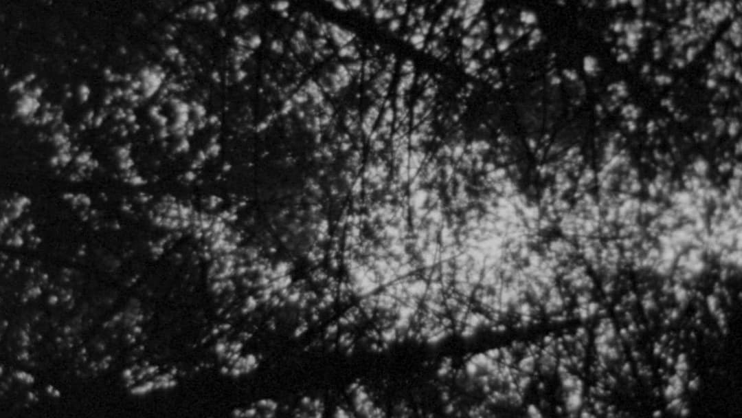 Blair Witch Project backdrop 13