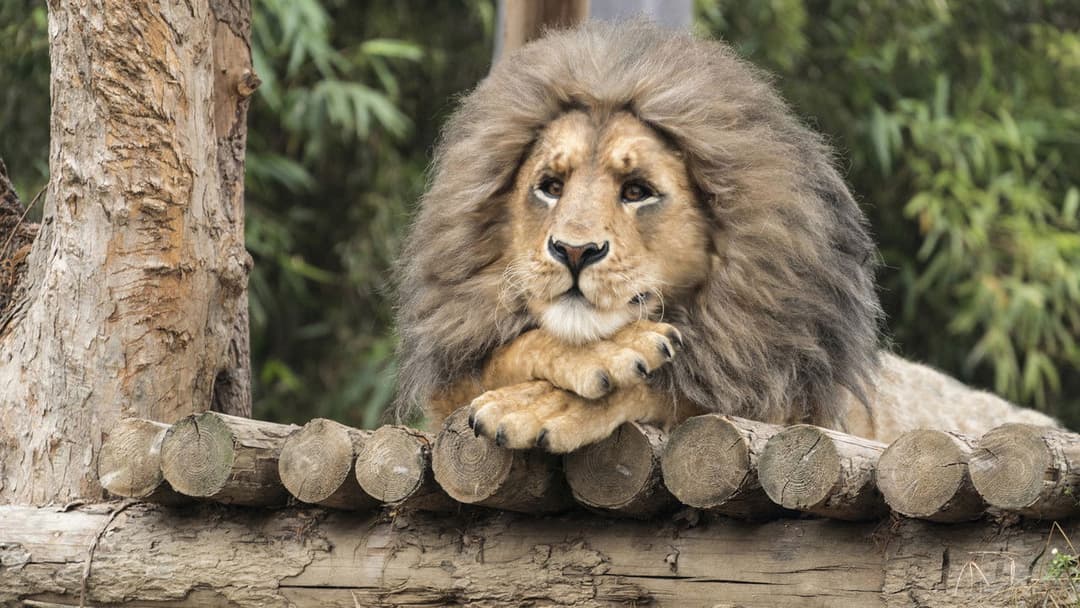 해치지않아 backdrop 9