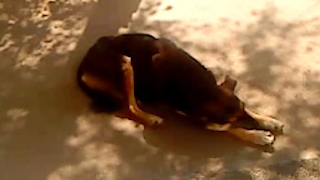 Dry Leaf backdrop 17