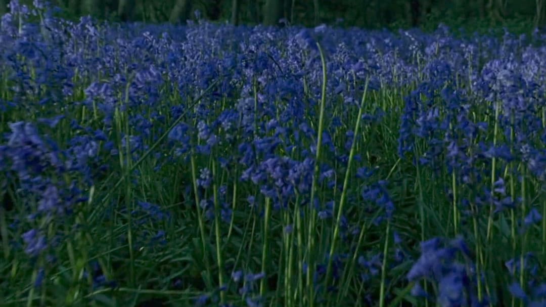 Wiedersehen in Howards End backdrop 7