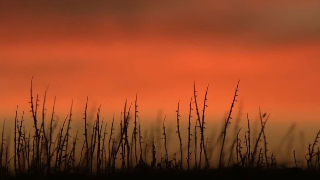 Вовча яма backdrop 8