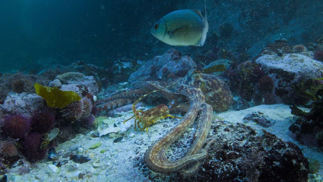 Мій учитель - восьминіг backdrop 10