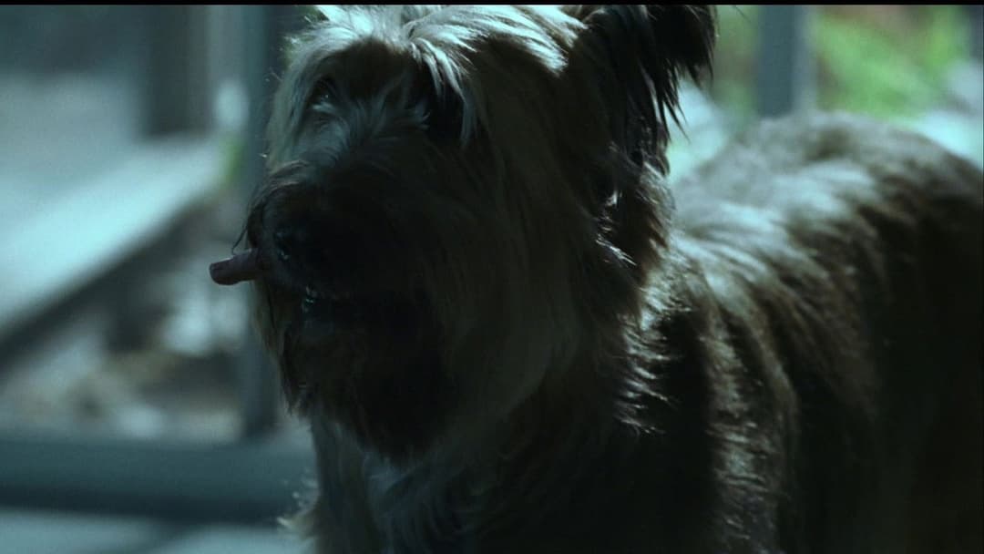 Поцілунок навиліт backdrop 18