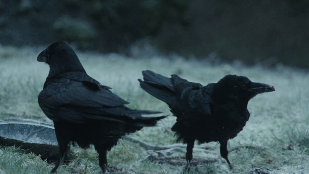 Гидка сестра backdrop 17