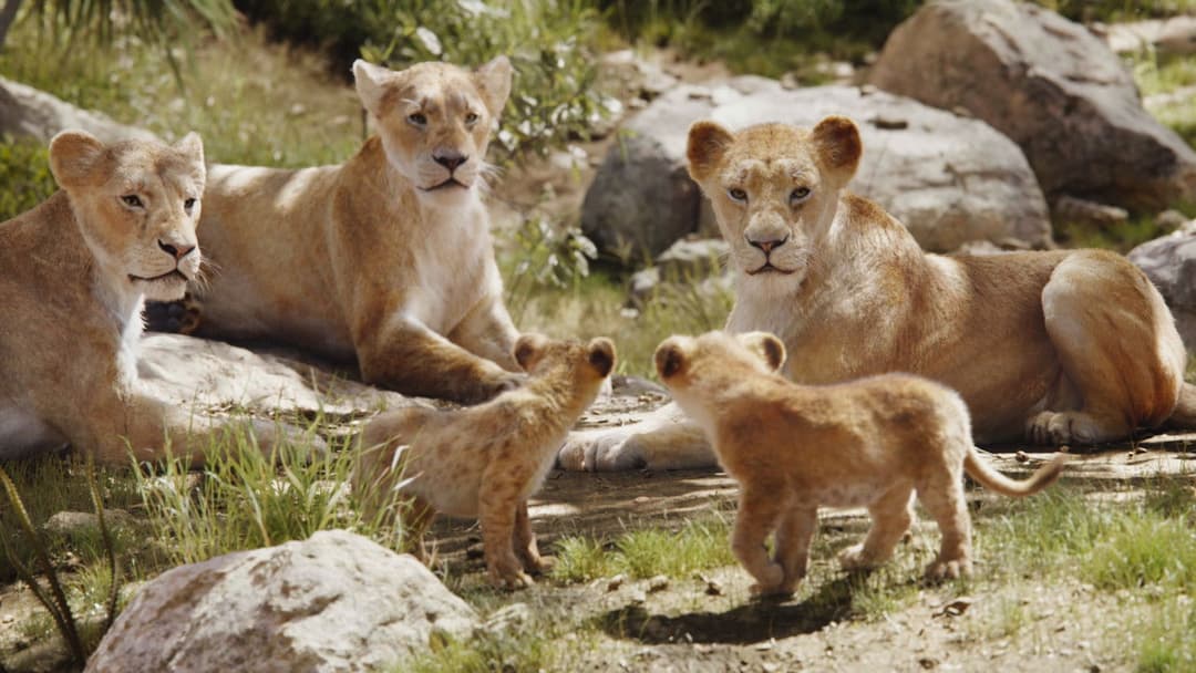 Король Лев backdrop 11