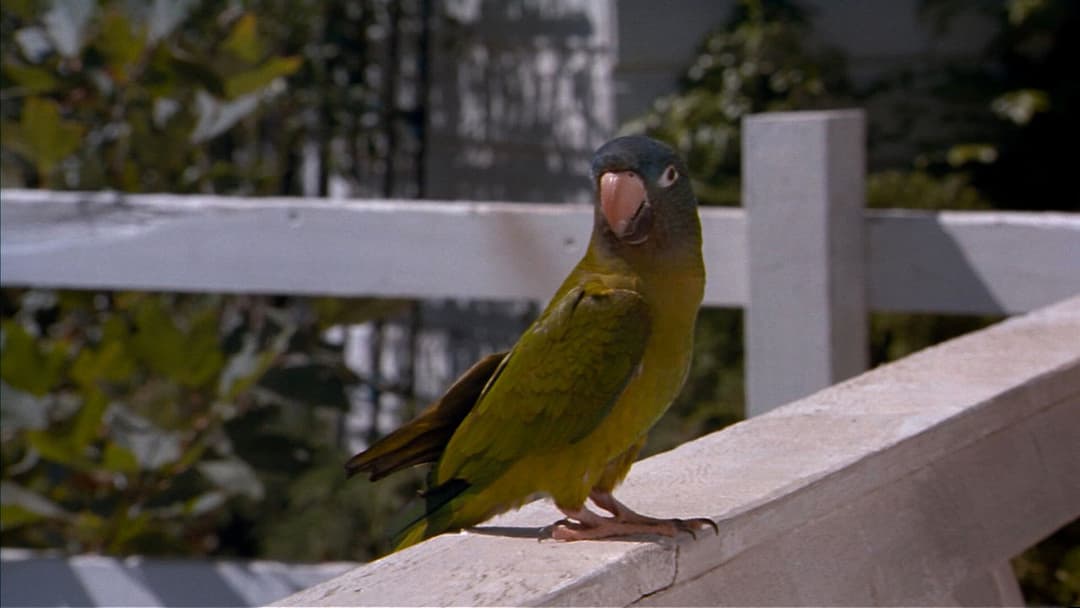 Paulie - Ein Plappermaul macht seinen Weg backdrop 5