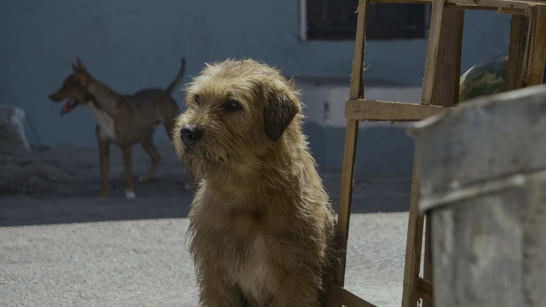 Артур, ти король backdrop 20