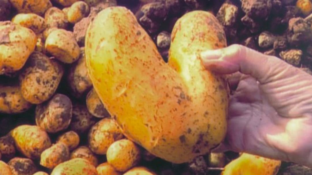 Збирачі та збирачка backdrop 3