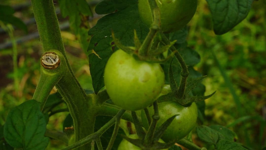 The Happy Pear: Living Like You're Going To Die backdrop 2