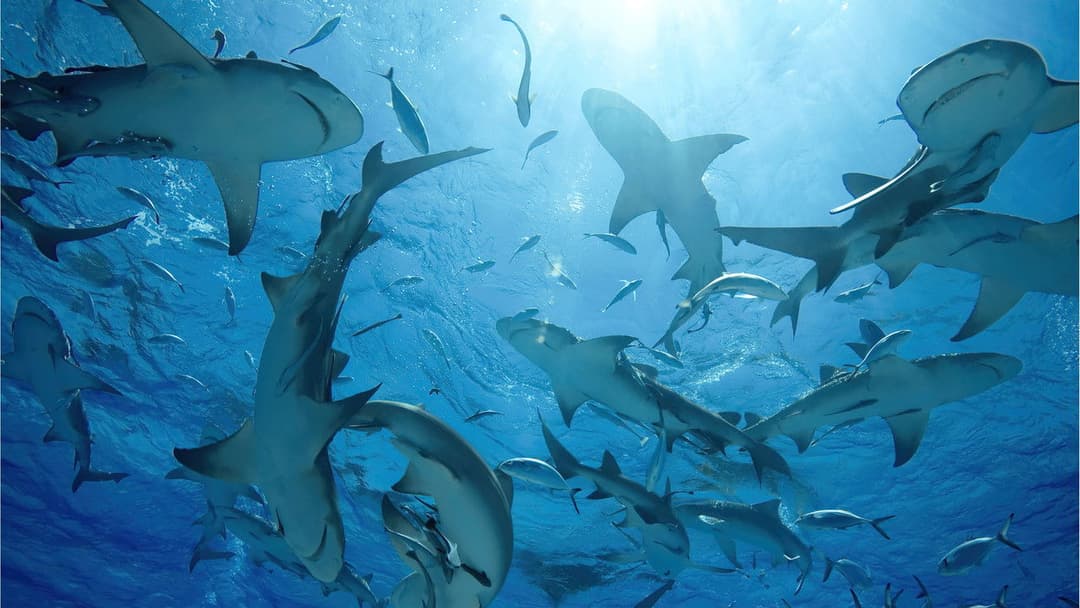 Unsere Ozeane backdrop 6