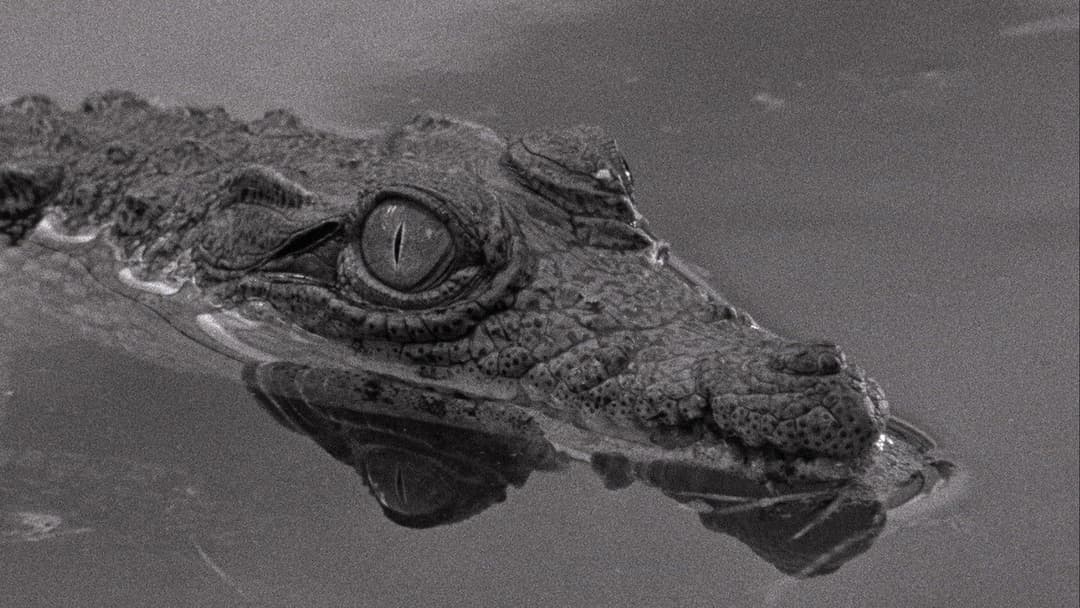 Табу backdrop 12