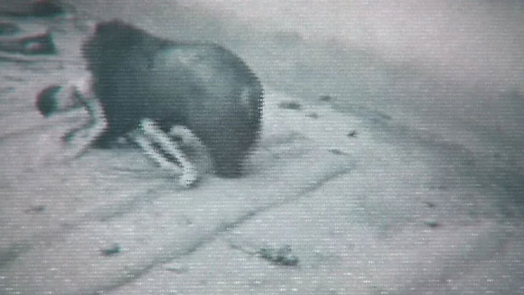 Faces of Death backdrop 2