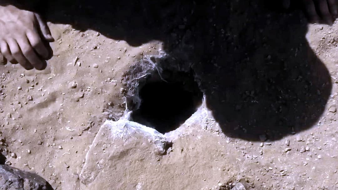 Spiders - Ihr Biss ist der Tod backdrop 16