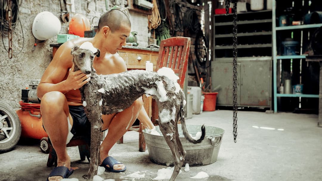 Black Dog - Weggefährten backdrop 9