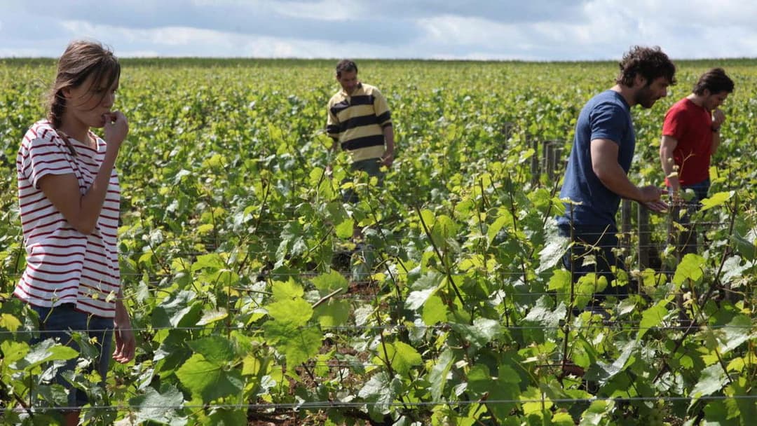 Der Wein und der Wind backdrop 5