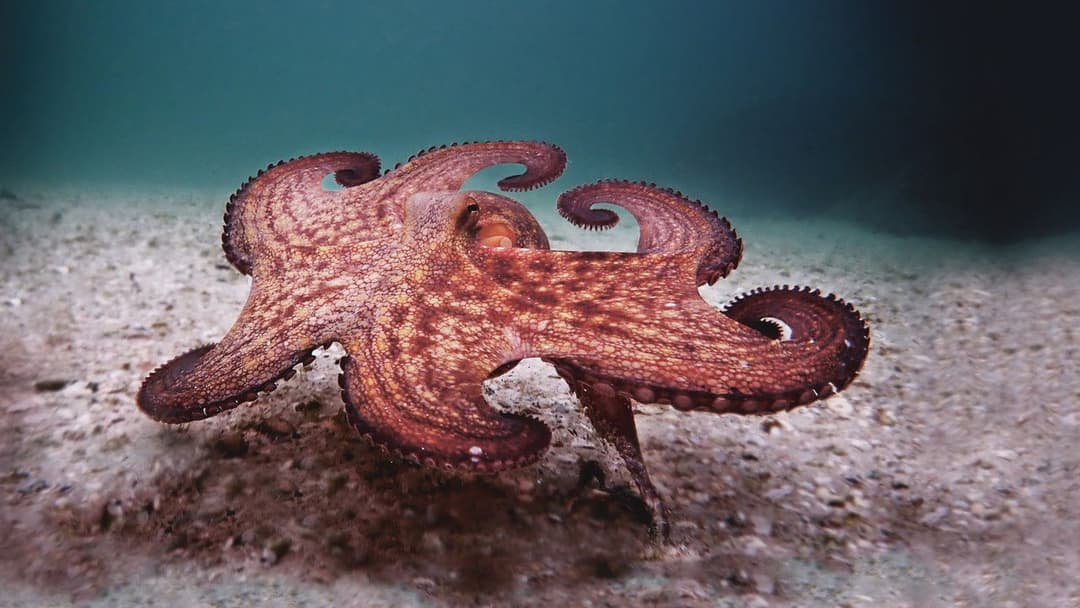 Мій учитель - восьминіг backdrop 9