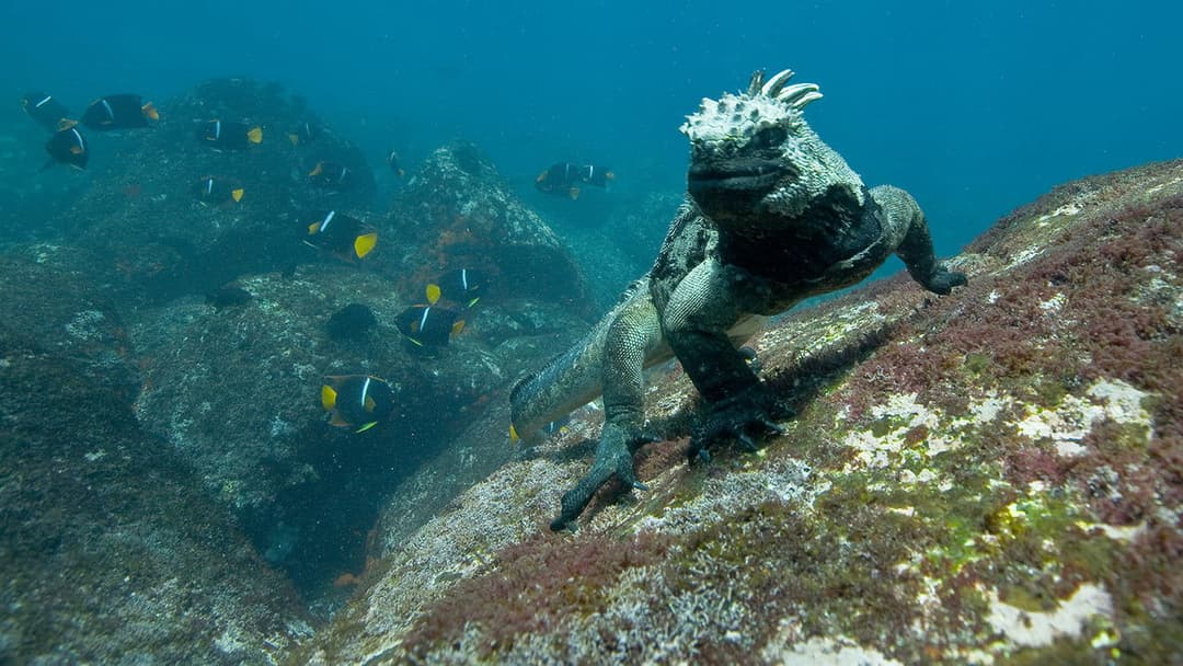 Unsere Ozeane backdrop 17