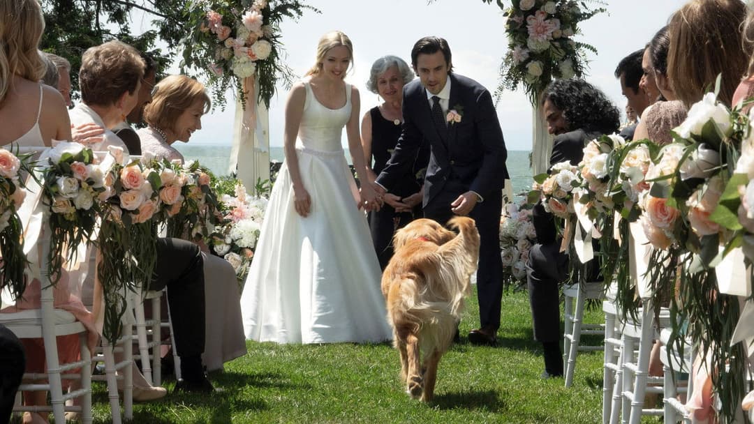 Enzo und die wundersame Welt der Menschen backdrop 10