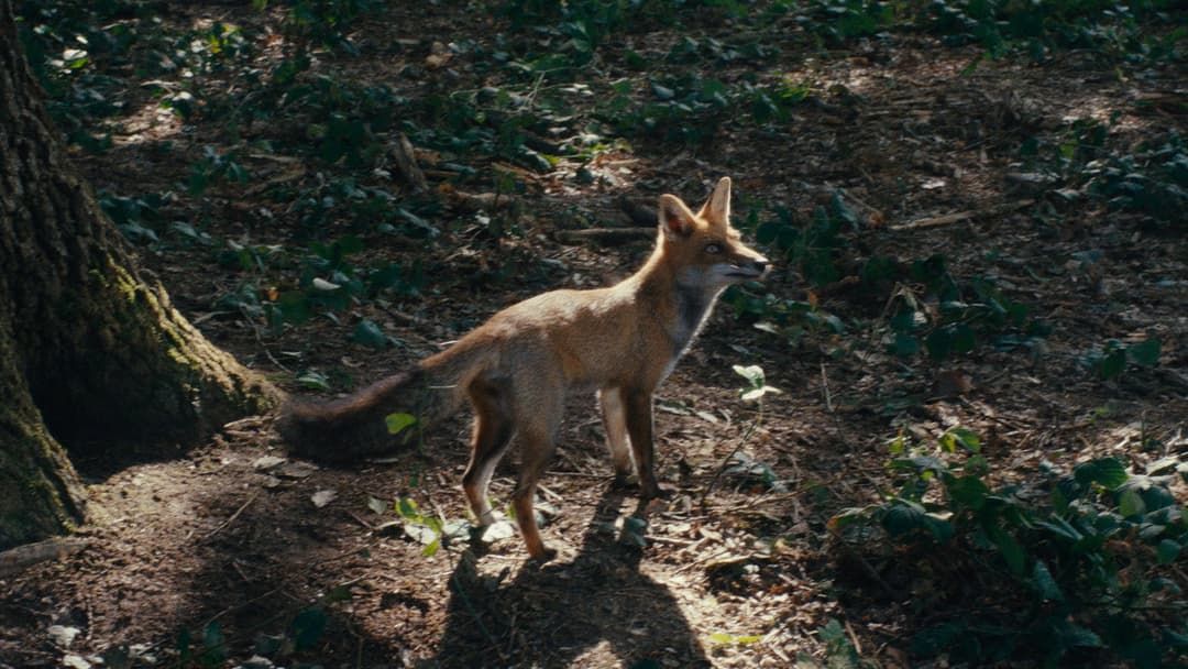 Wild Foxes backdrop 10