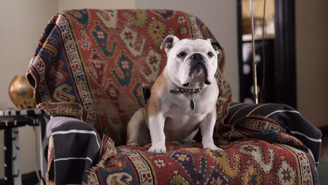 Патерсон backdrop 14