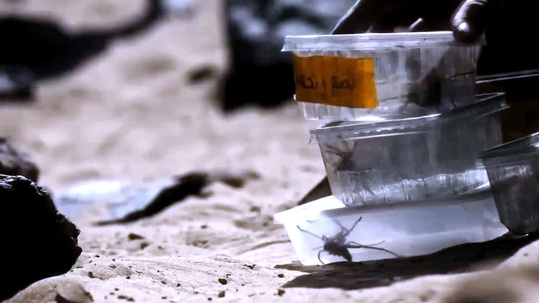 Spiders - Ihr Biss ist der Tod backdrop 12