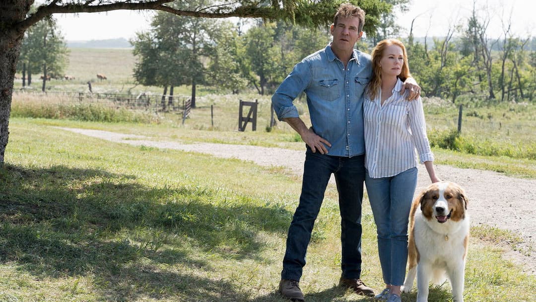 Подорож хорошого пса backdrop 8