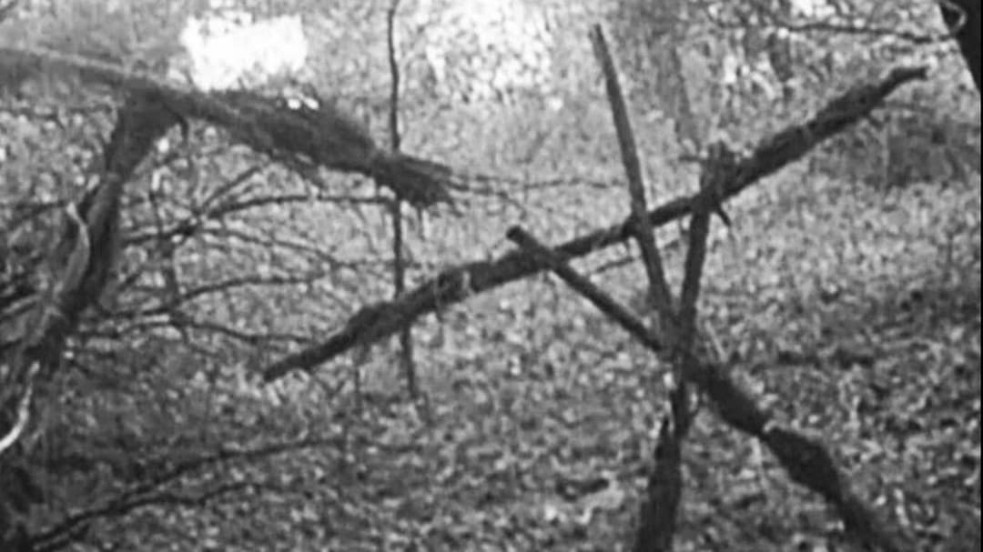 Blair Witch Project backdrop 16