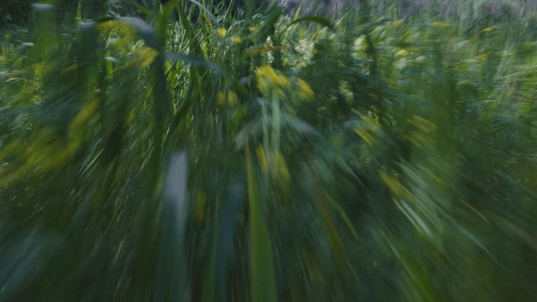 Para atrapar el viento backdrop 4