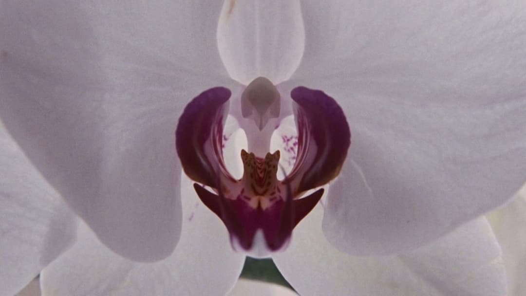 To the Wonder backdrop 18