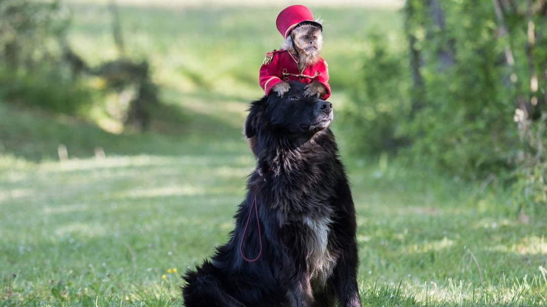 Пригоди маленького Ремі backdrop 5