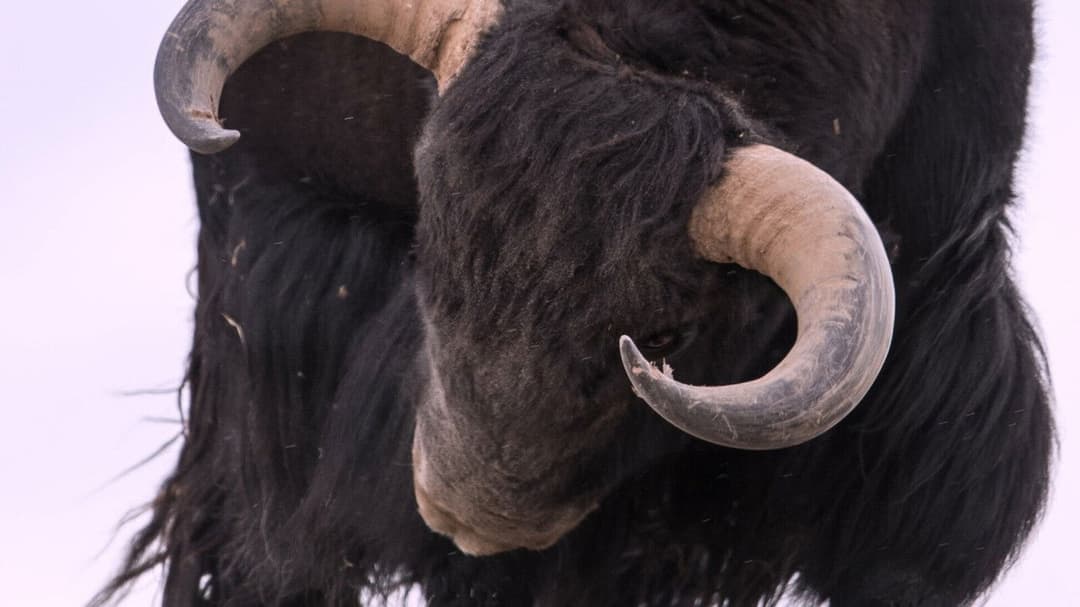 Der Schneeleopard backdrop 10