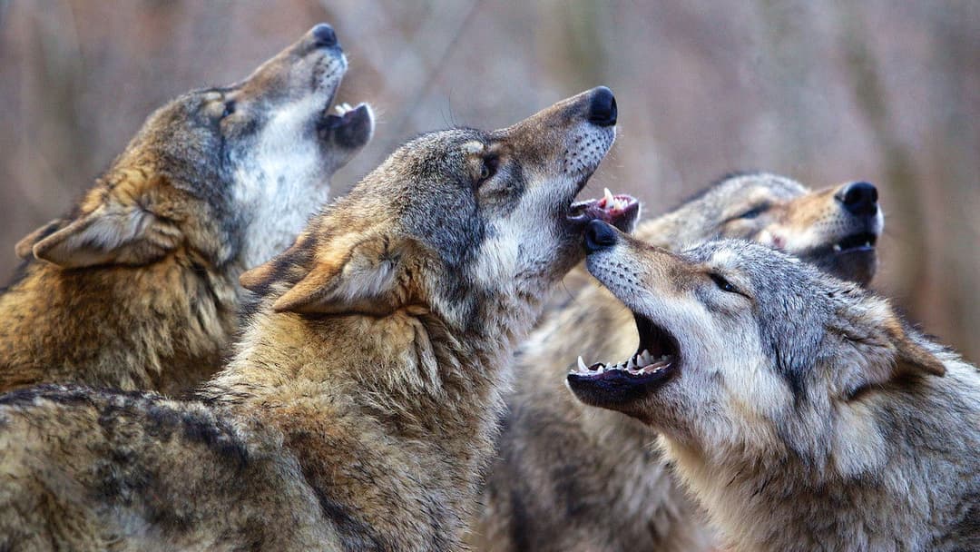 Unsere Wildnis backdrop 2