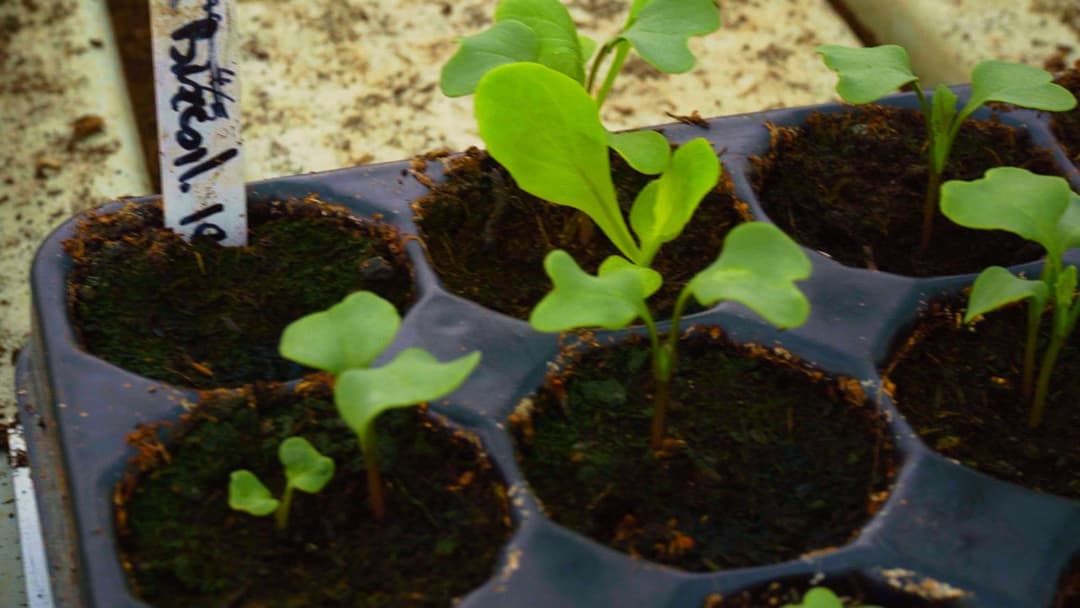 The Happy Pear: Living Like You're Going To Die backdrop 5