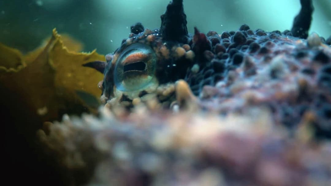 Мій учитель - восьминіг backdrop 6