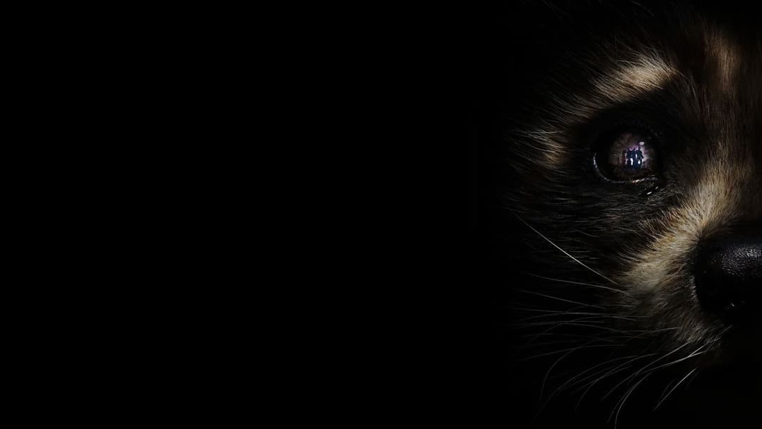 Вартові галактики 3 backdrop 11