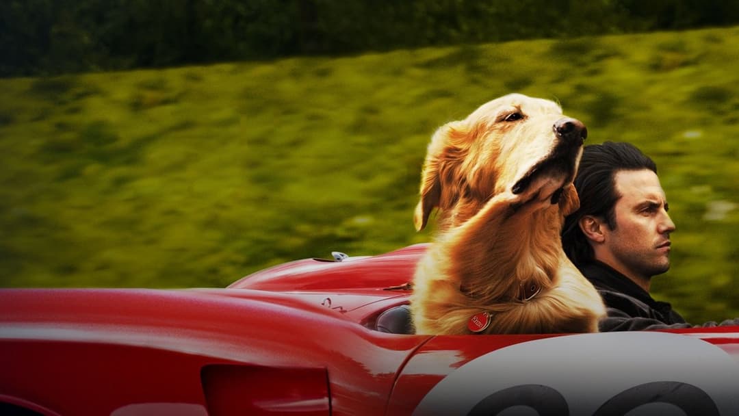 Enzo und die wundersame Welt der Menschen backdrop 6