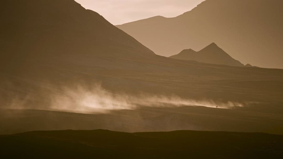 Der Schneeleopard backdrop 11