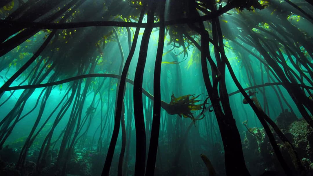 Мій учитель - восьминіг backdrop 14