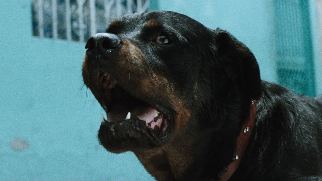 Сука любов backdrop 10